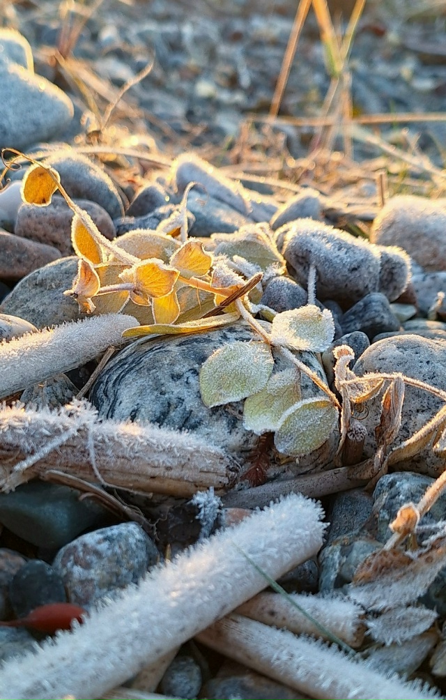 Красота первых заморозков в Мурманской области💙
Фот?...