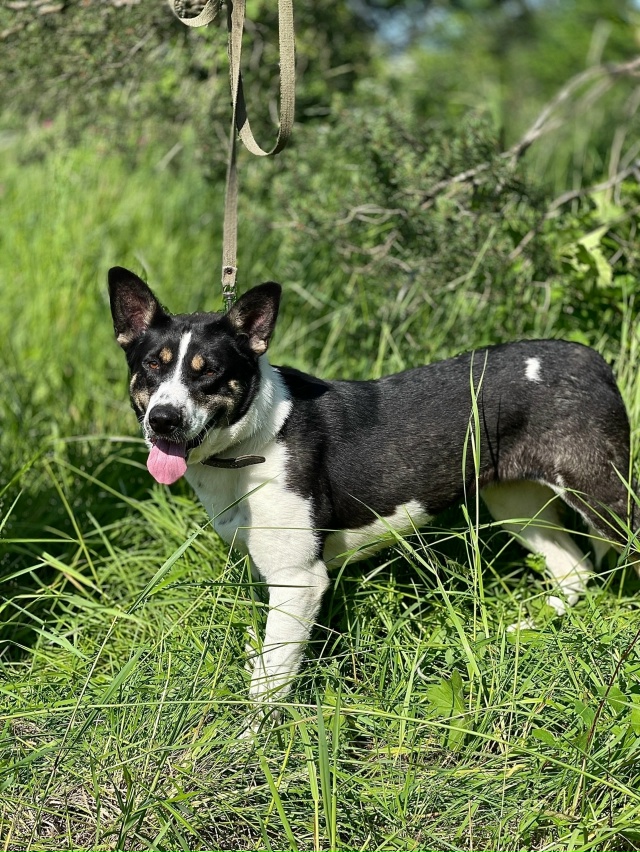 Чудово! Беляш и Дейзи, брат и сестра, были спасены от го?...
