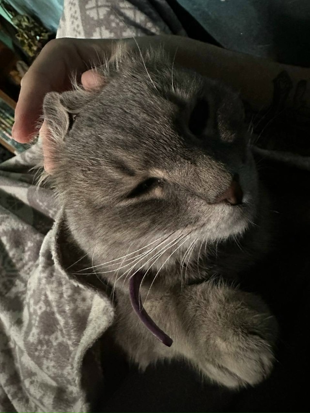 Ребята если кто увидел кошку или может знает кто подоб?...