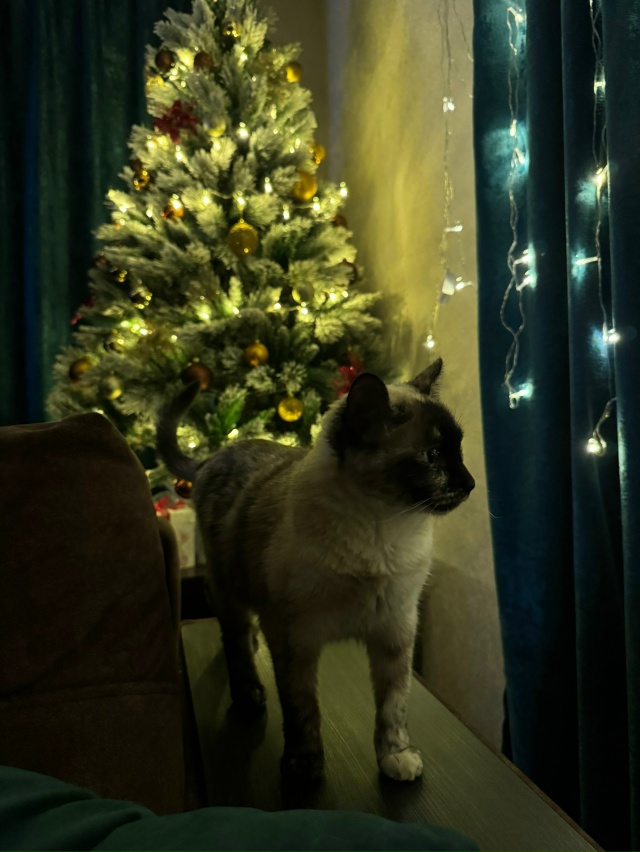 С первым днем зимы ❄️