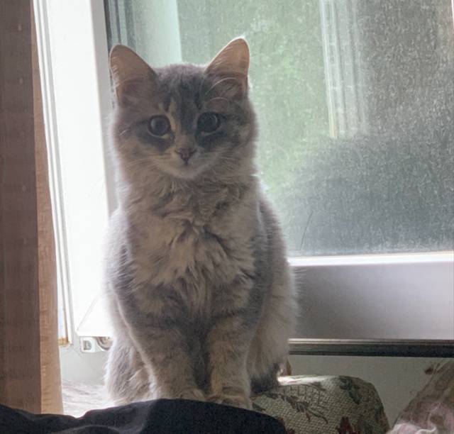 Потерялась кошка на улице Гогиберидзе, 6 месяцев, окрас...