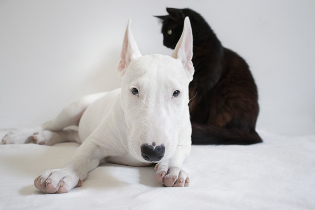 🐕🐈 Россиян могут обязать получать разрешение от вла?...