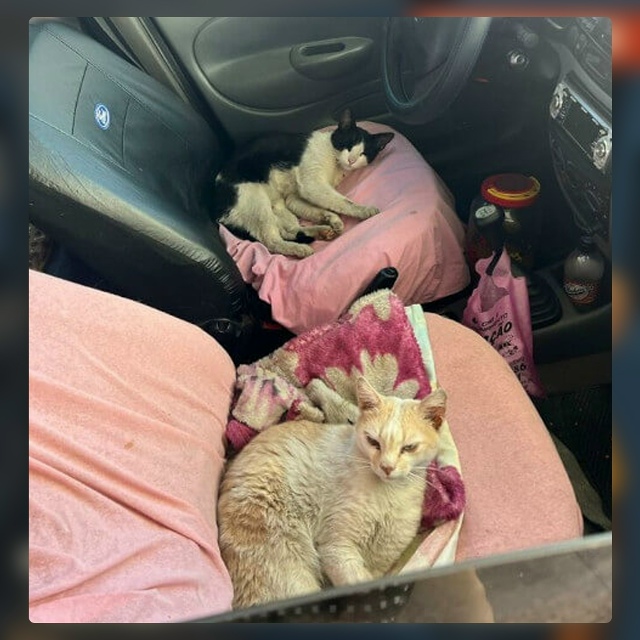 Безумные приколы
Бюрократические правила часто ставя?...