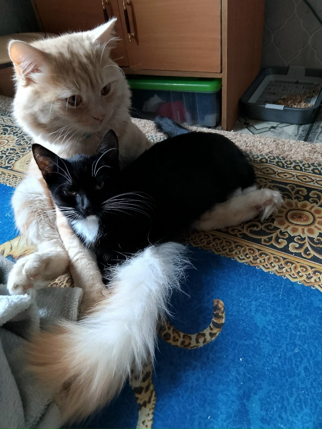 Сладкая парочка ❤️Бусик и Багира 😻😻😻