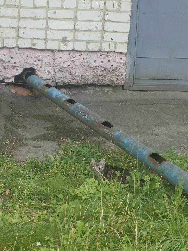 Микрокошки
