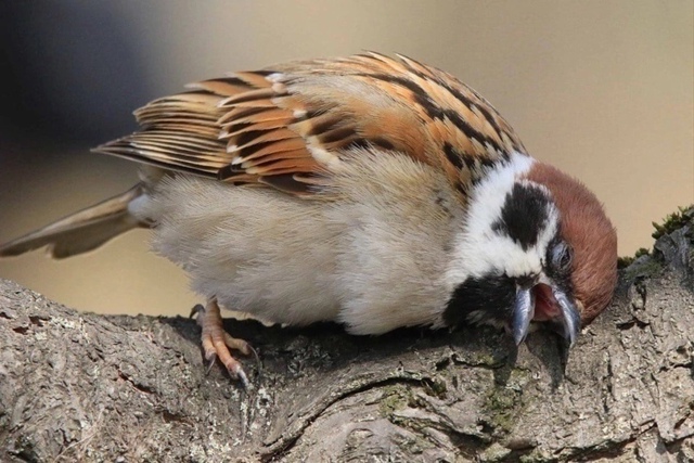 Спящий воробушек — это прям про меня, они не считает се...