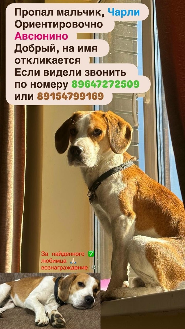 Пожалуйста повторно ❗❗❗Поиски продолжаются