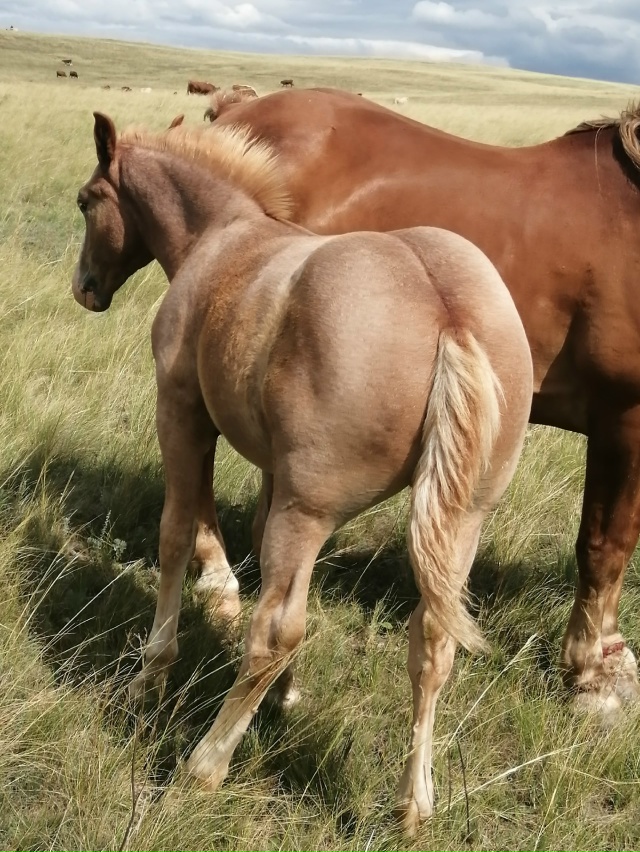 Продам жеребенка(тяж) тел. 89328411161