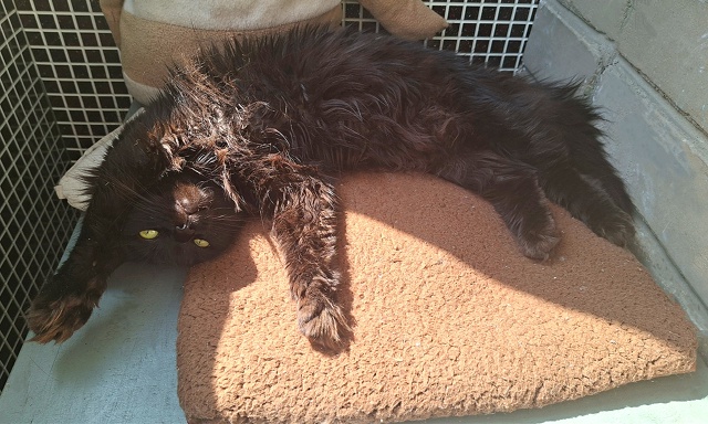 Солнечные ванны😻☀️