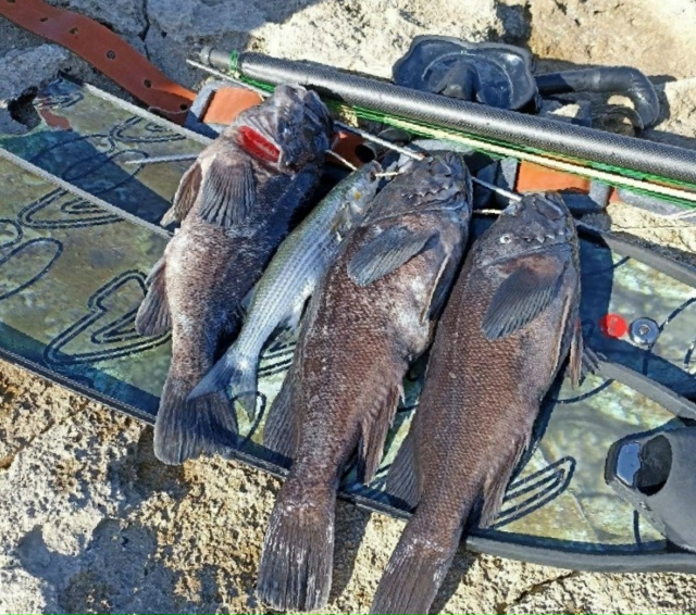 🐟😱 Корейский окунь-убийца завёлся в нашем море
В Чёр...