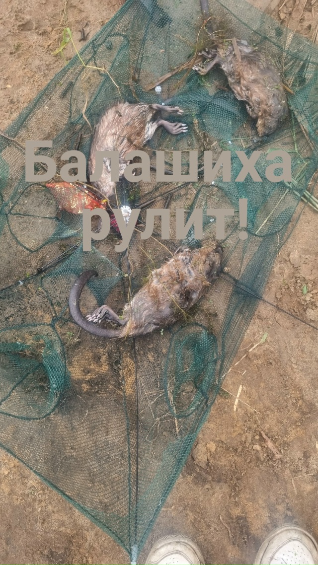 ‼Внимание‼Браконьеры‼
55.741099, 38.063966
На озере в д.Черн?...