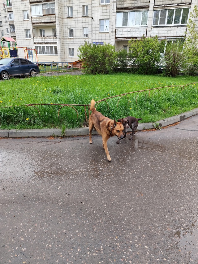 САМОВЫГУЛ,при котором собака выходит на улицу без сопр...