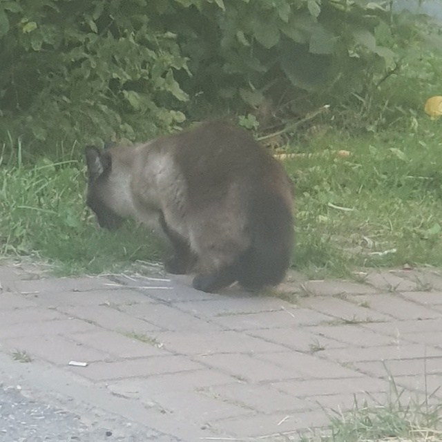 Здравствуйте. Чей друг потерялся? Забирайте на пр-д. Мо?...