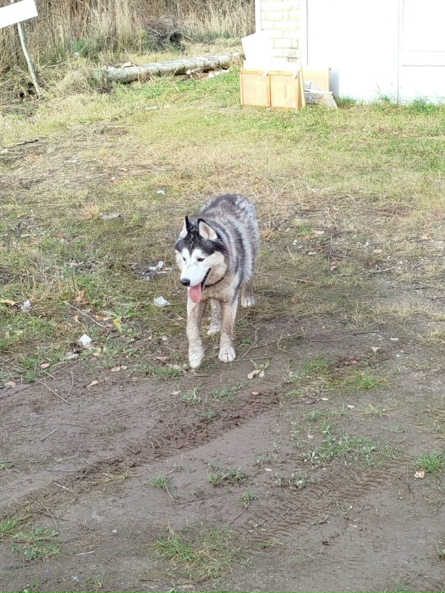 Чья красота бегает в гаражах в пмк,скулит