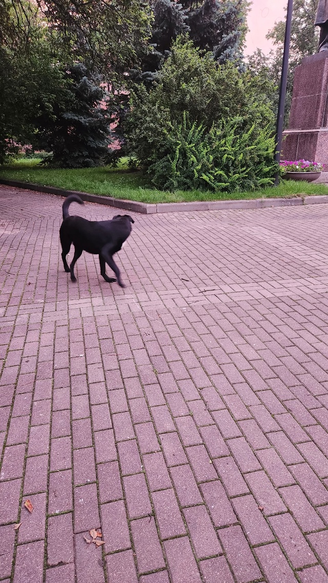 Бегает собака очень похоже, что домашняя в парке около ...