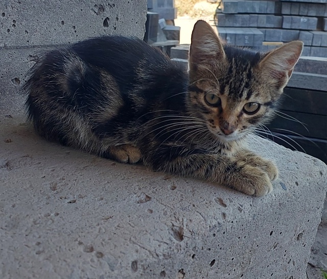 Подкинули котёнка. Девочка. На вид 3-4 месяца. Ищет дом и ...