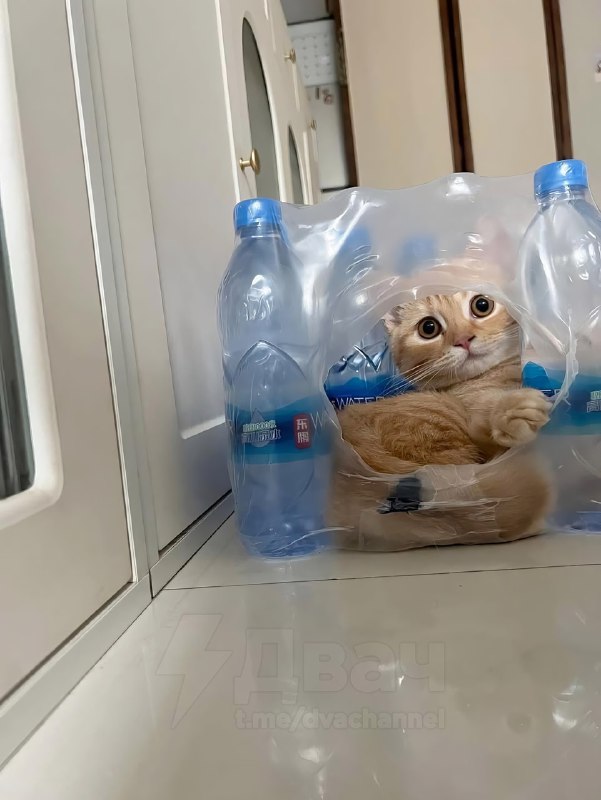 Коты — это жидкость, вот пруфы