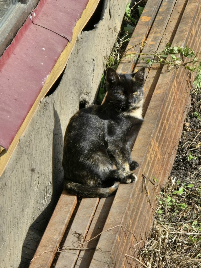 В добрые руки, девочка🐱
4 месяца
Самостоятельная 🙋‍?...