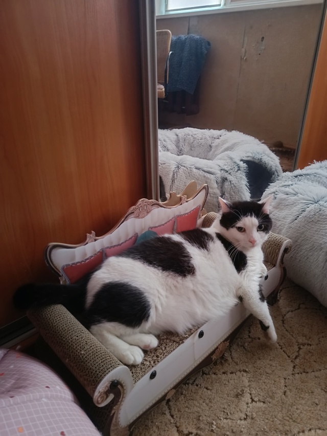 Маруся!!! Жила на улице, сама пришла к моей двери))) Уже п?...