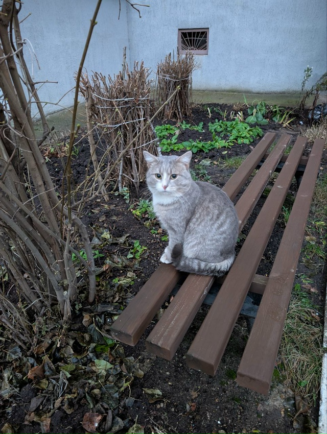 Найдено чьё - то домашнее чудо. Бегает во дворах домов у...