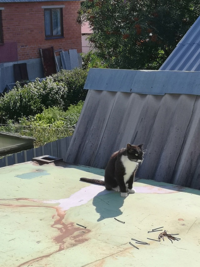 Чей котик? Скорей всего потеряшка, очень красивый🥰