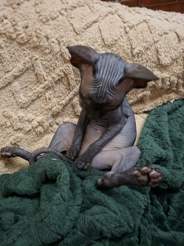 Кнопа устав