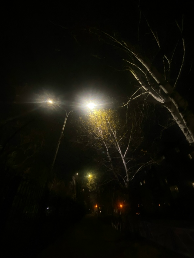 красота деревьев в бузулуке