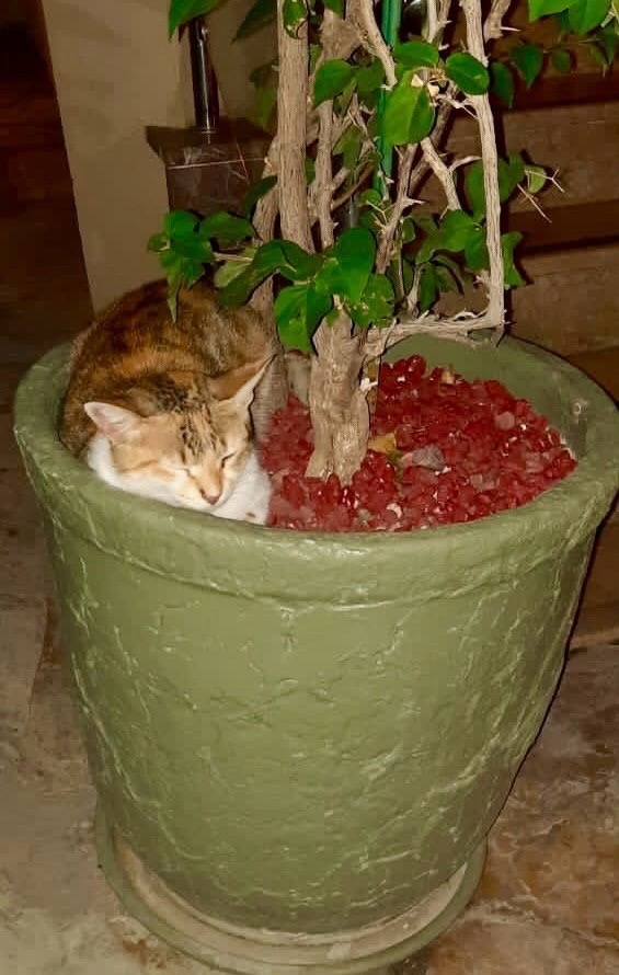 Хорошо иметь свой личный горшок ?