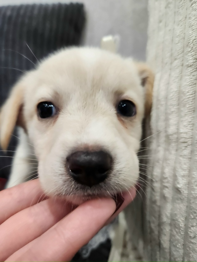 САМЫХ ЛЮБЯЩИХ И ОТВЕТСТВЕННЫХ РОДИТЕЛЕЙ ИЩЕМ ДЛЯ МАЛЕ?...