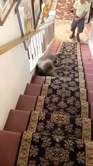Песики, которые не дадут вам скучать