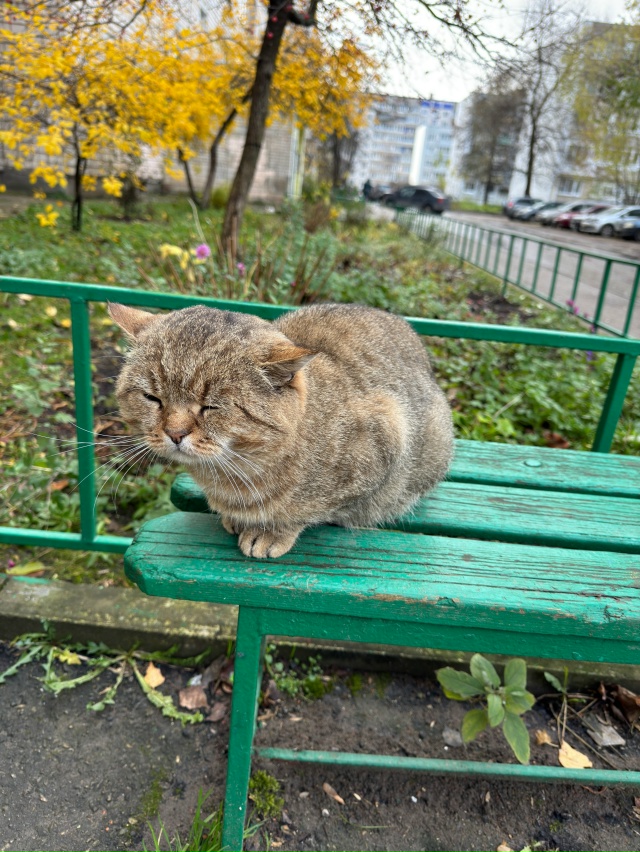 Добрый день! Никто не терял котика в районе 25го октября...