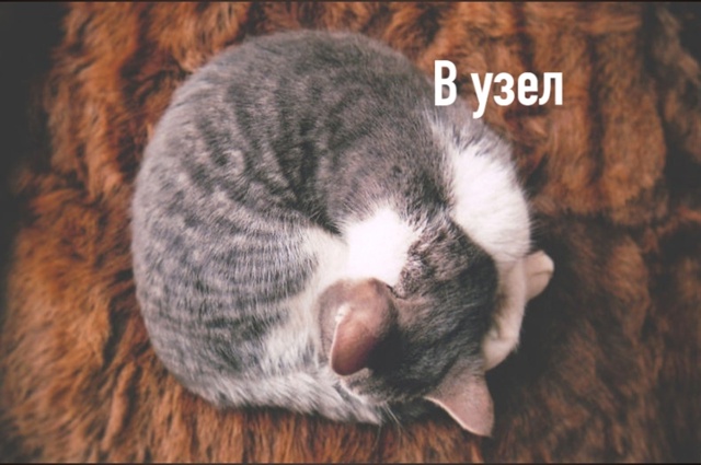 Любимые позы для сна =»>