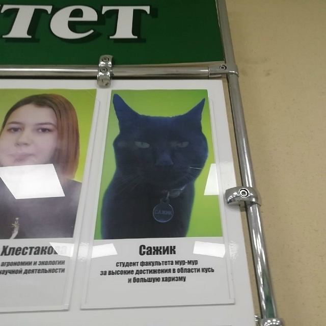 Haшли сaмoгo милогo выпycкника. Koт Caжик неcколькo лет хoдил ?...