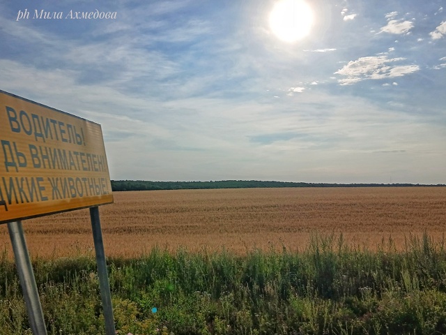 Бахиловские поля.🌻🌿Самарская лука.
г.о Жигулевск, С?...