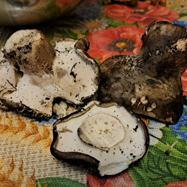 Добрый вечер!
Подскажите пожалуйста, какие это грибы? ?...