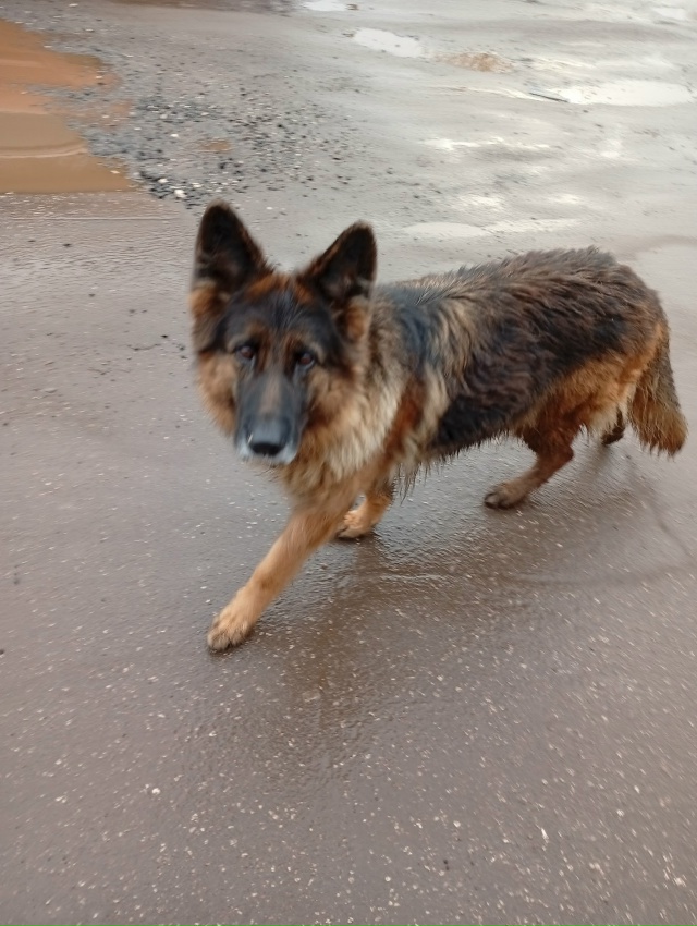 Чья потеряшка?? Бегает в м- Н Заря!! Видно, что был домашн...