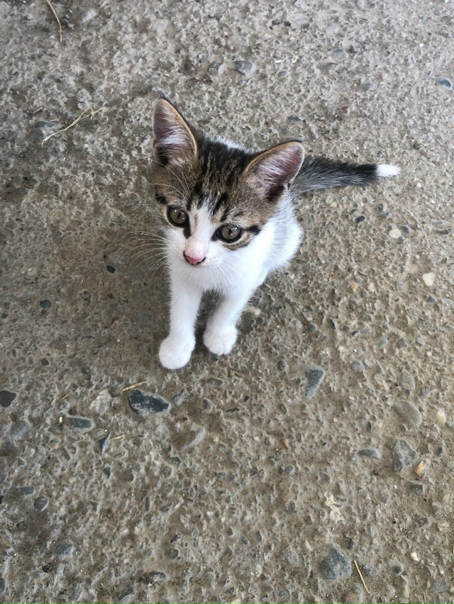 Анон. 🐾🐾 К магазину прибилась трёхцветная кошечка(на...