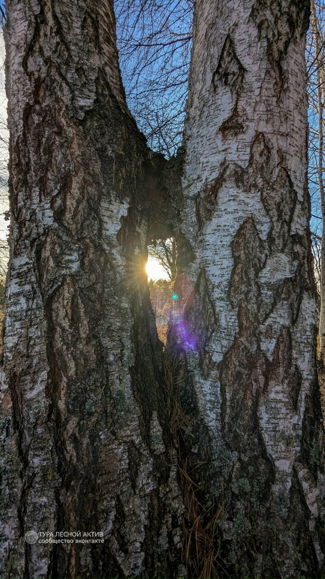 Ноябрь у реки Тура во всей эфемерной красоте.
Окрестно?...