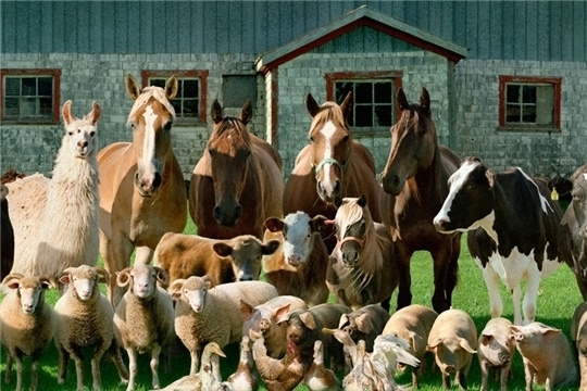 Любопытные факты о сельскохозяйственных животных и пт...