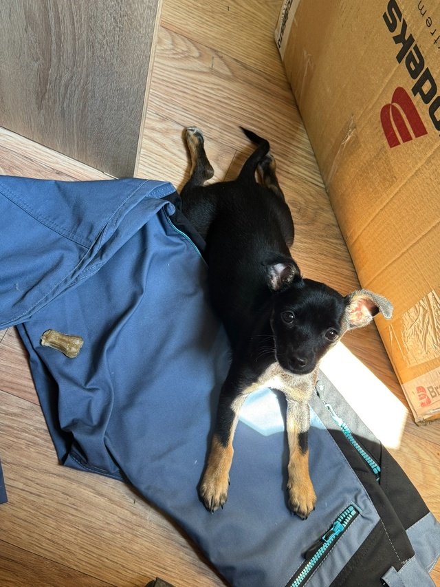 Пристраивается в заботливые руки, предпочтительно без...