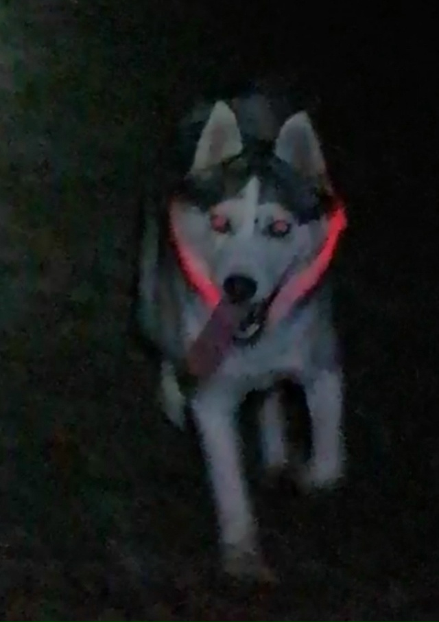 Если вы увидели СОБАКУ ХАСКИ , девочка ХАННА ГОЛУБОГЛА...