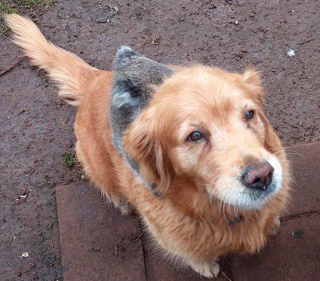 В Австралии золотистый ретривер по кличке Денни подру?...