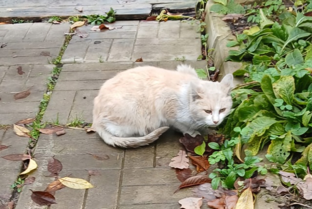 Хозяин найдись
+79092465010