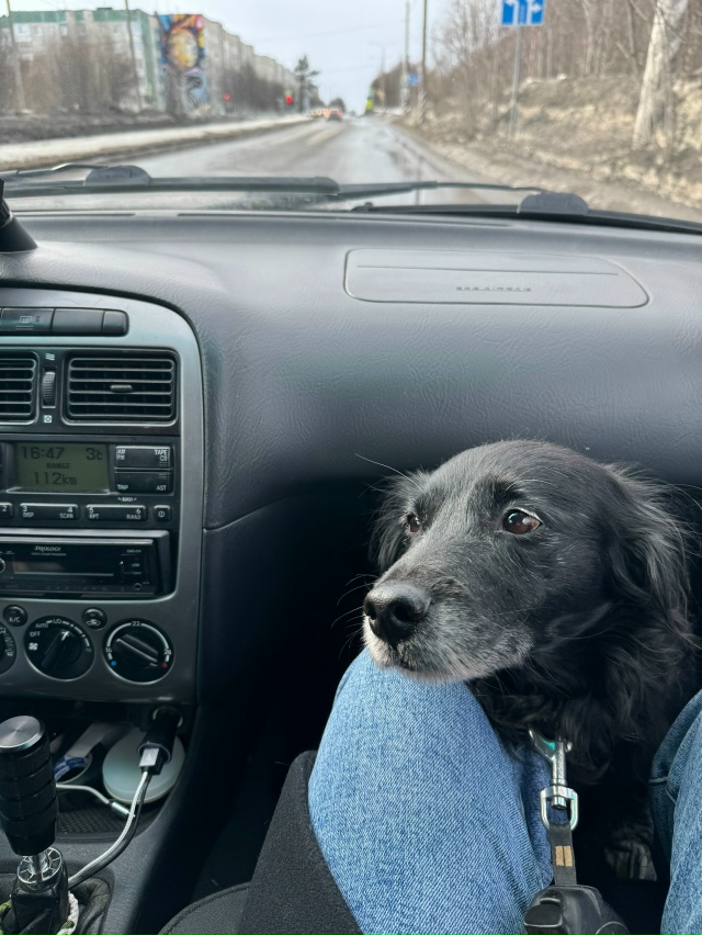 Пропал пес, кличка Альф, убежал 31 числа в районе 22:00, мож...