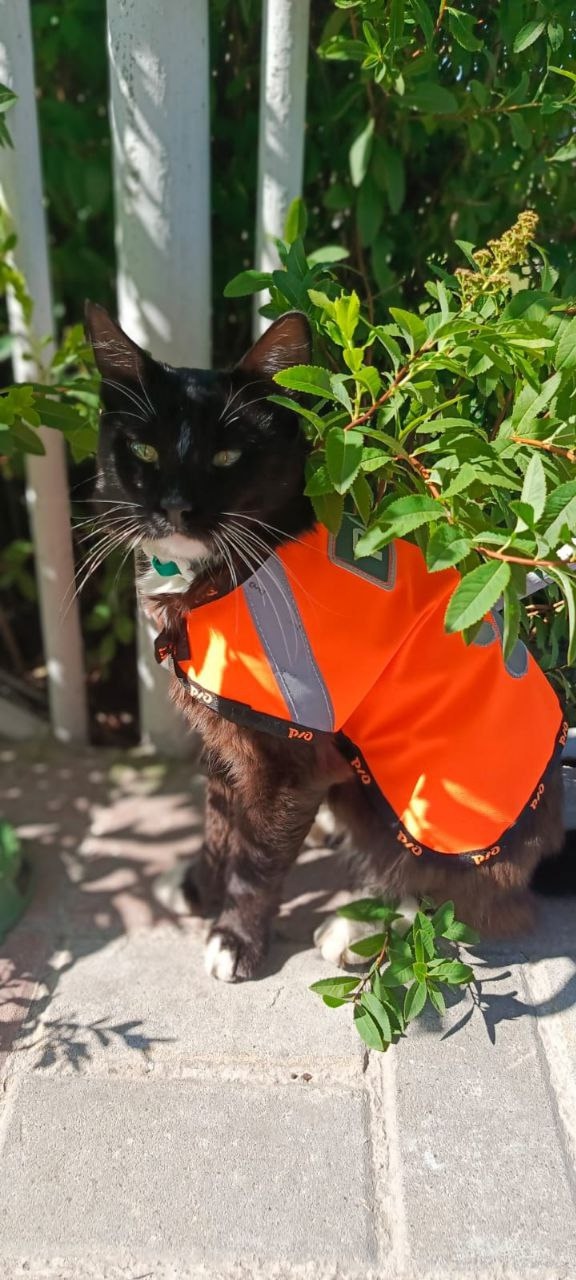 🐈‍ Помните пушистого сотрудника железнодорожной ста...