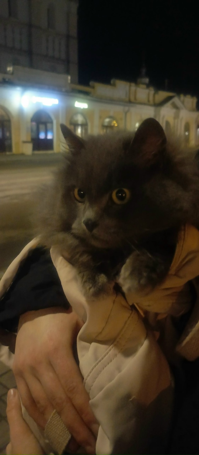 Срочно ❗ До сих пор котик в поиске дома.ищем очень отве...