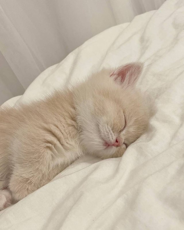 Споть :3