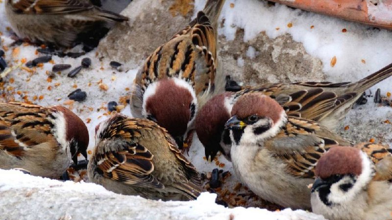 🐦‍⬛ Всероссийскую перепись воробьёв проведут с 7 по 15 февраля В феврале воробьёв считают на кустах