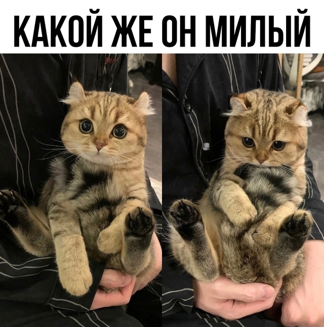 Булочка