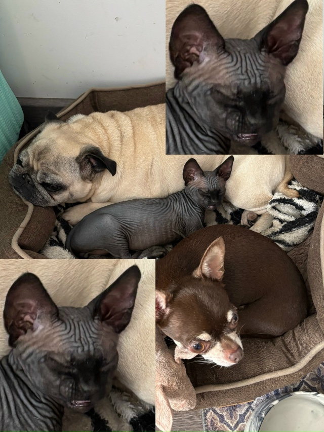 псины окружили😖